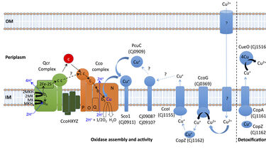 Copper trafficking in C. Jejuni