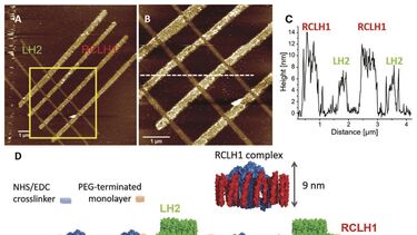 Nanaopatterns of RC-LH1 and LH2