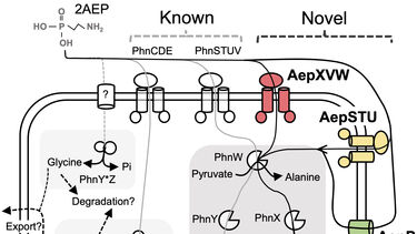 Phosphorus transport pathways