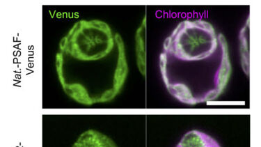 Airyscan image of Chlamydomonas cells