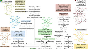 Tetrapyrrole biosynthesis