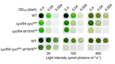 YCF54 effect on cyanobacterial growth