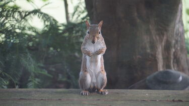 A squirrel