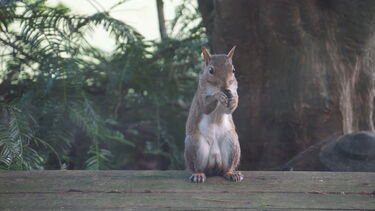 A squirrel