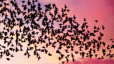 Flock of birds
