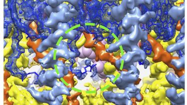 Rhodospirillum rubrum RC-LH1 Qp site