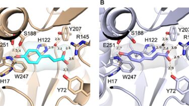 TRAP transporter active site