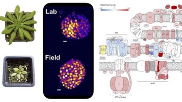 Lab vs Field Arabidopsis