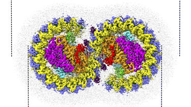 RC-LH1 sphaeroides dimer