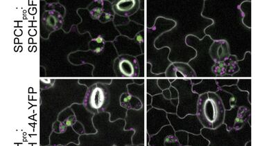 Effect of DCMu on stomata development