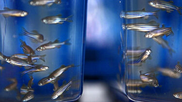  Zebra Fish in a tank