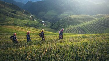 Four women scaling crop fields with baskets