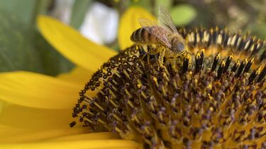 A photo of a bee on a sunflower 