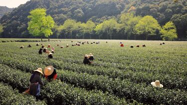 Workers in field