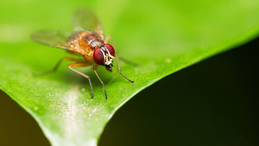 A fruit fly on a leaf