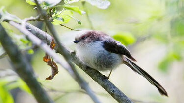 Long tailed tit 