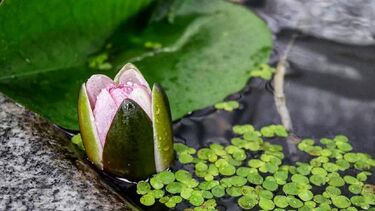 Ava Rangolam, Crouching tiger - Artistic Images 1st