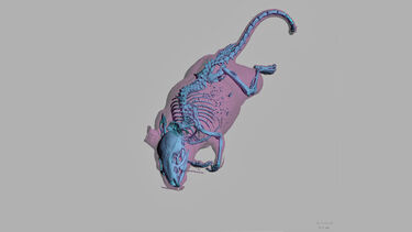 3D rendering of whole mouse