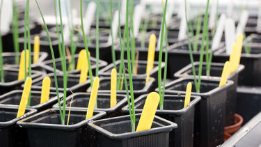 Seedlings in plant pots