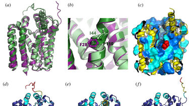 Pigment biosynthesis