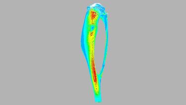 FE model of mouse tibia