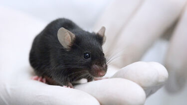 Lab mouse sat on a person's hand wearing white gloves.