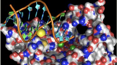 A flap endonuclease cuts DNA (the orange intertwined worms) 