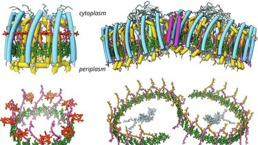 Purple bacterial Complexes