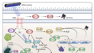 Blue light killing campylobacter