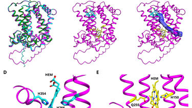 Zeta Carotene isomerase