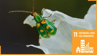 Beetle eating flower