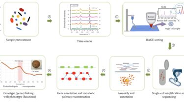 Single cell Raman profiling