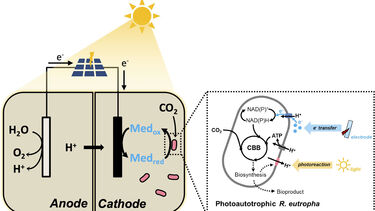 Rhodopsin-Based Photo-Electrosynthetic System