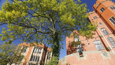 A tree outside Firth Court