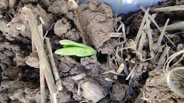 A photo showing bean crop establishment at our Harpenden field site