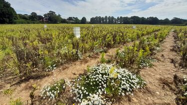 A photo showing our bean crops growing at our Harpenden field site in July 2022