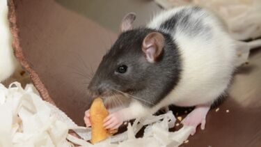 RS - Animal Research, Hooded Rat