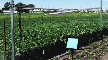 Crops growing outside surrounded by lights and wires