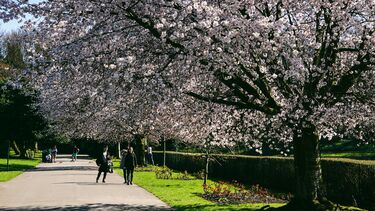 People walking in a park
