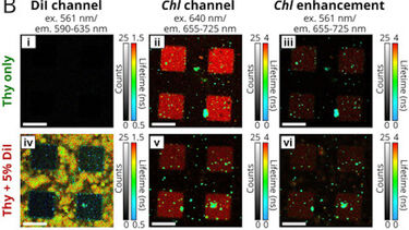 LH2 and LHCII plus dyes