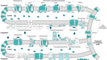proteome of the thylakoid