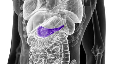 the pancreas highlighted in human body