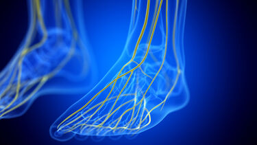 An illustration of nerves in a foot
