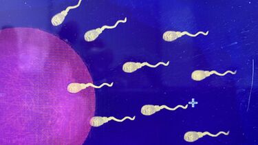 Digitally mediated reproduction