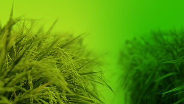 Crops with a green gradient backdrop