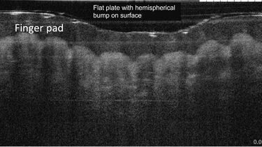 Tomography image of finger pad