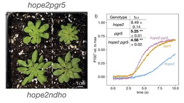 hope2: a pgr5-dependent high CET mutant 