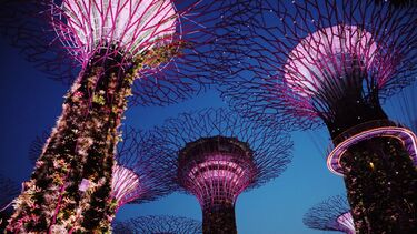 Night photo of Singapore Supertree Grove with purple illuminations