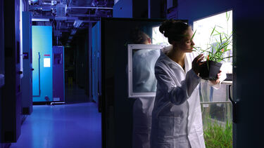 A researcher examining a plant