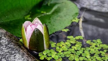 Crouching Tiger - Ava Rangolam